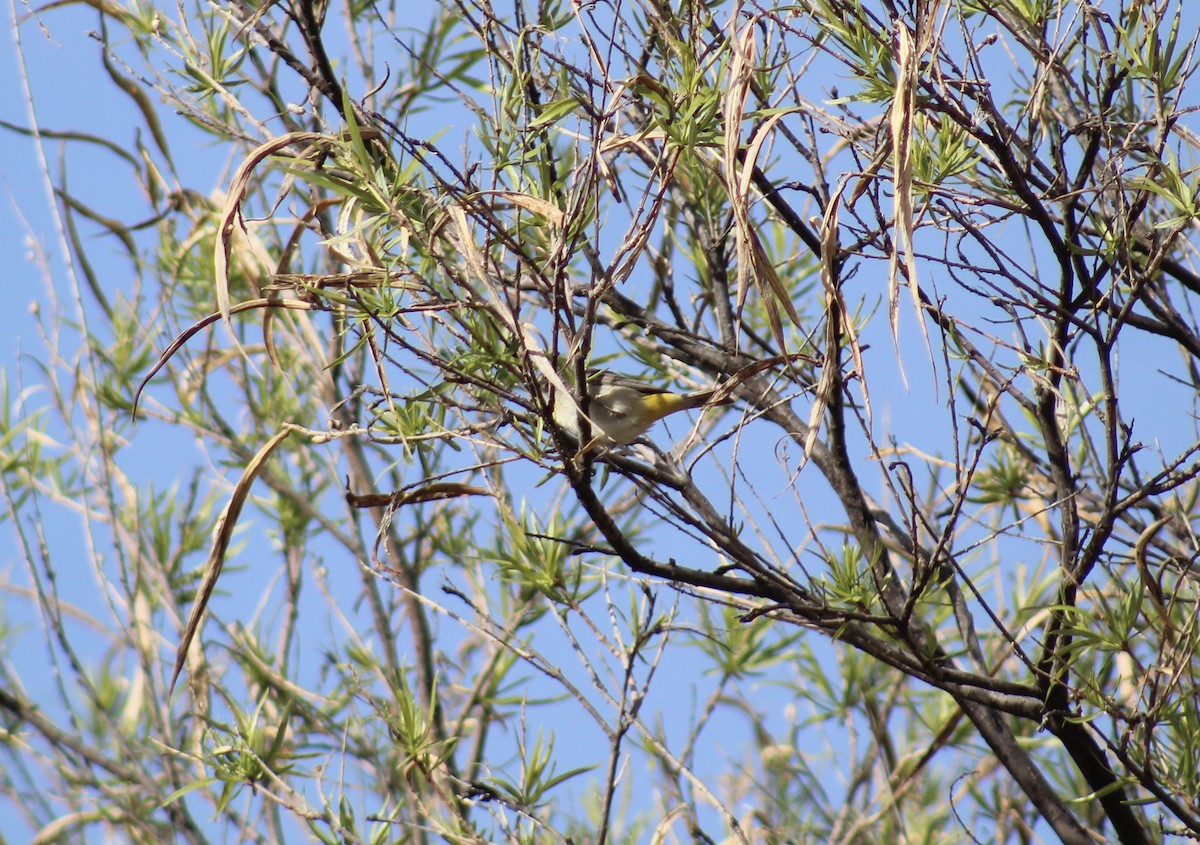 Virginia's Warbler - ML328707611