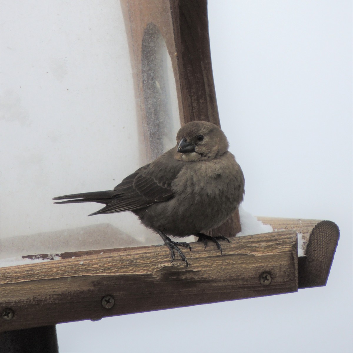 Brown-headed Cowbird - ML328708221