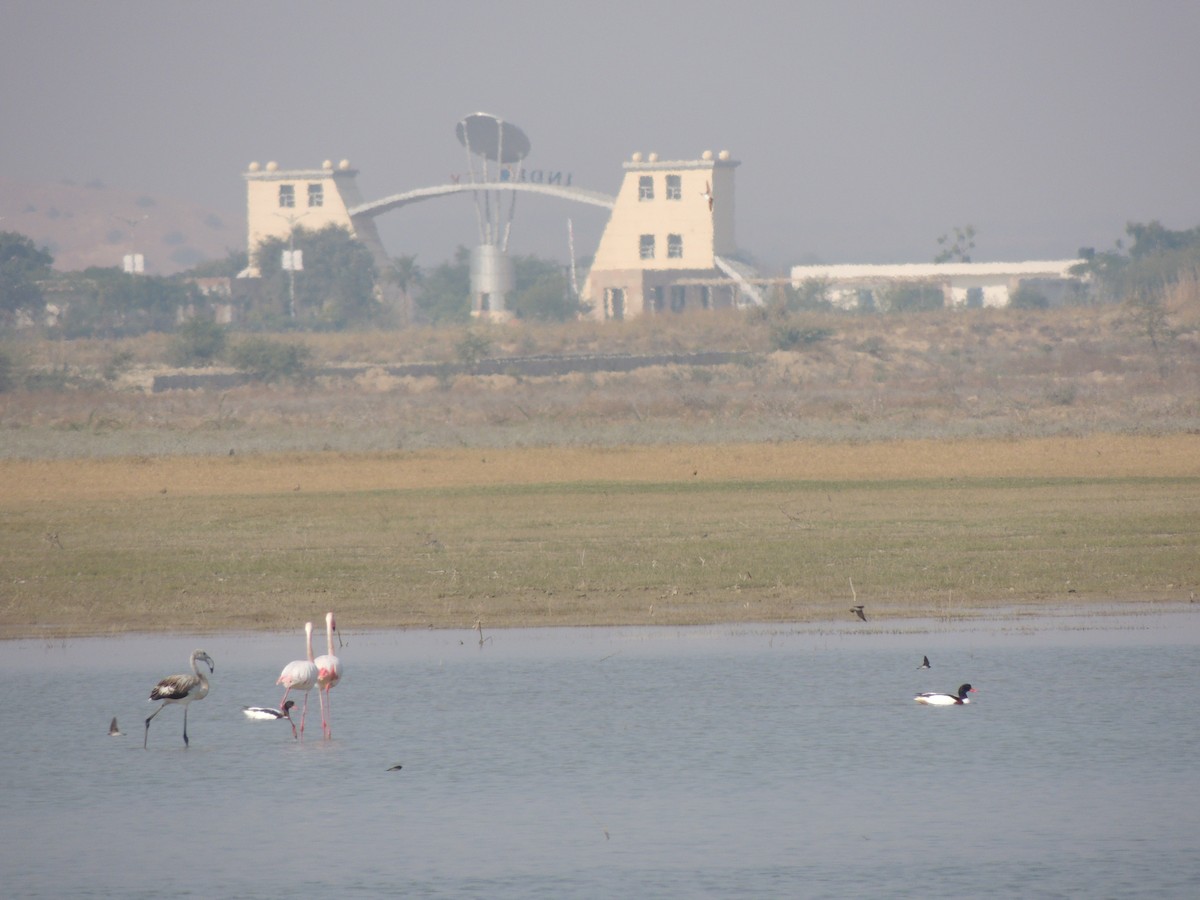 Common Shelduck - ML328708261