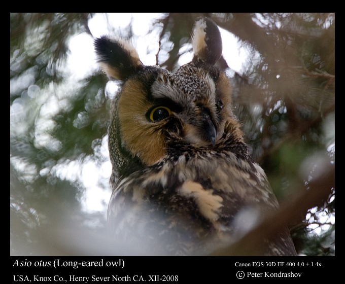 Long-eared Owl (American) - Peter Kondrashov