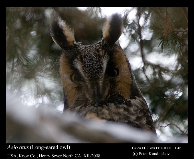 Long-eared Owl (American) - Peter Kondrashov