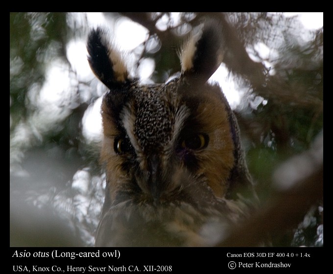 Long-eared Owl (American) - Peter Kondrashov