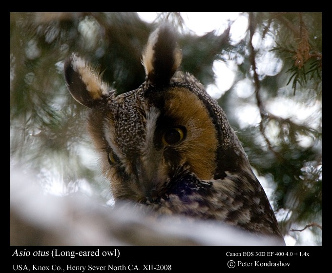Long-eared Owl (American) - Peter Kondrashov
