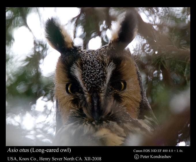 Long-eared Owl (American) - Peter Kondrashov