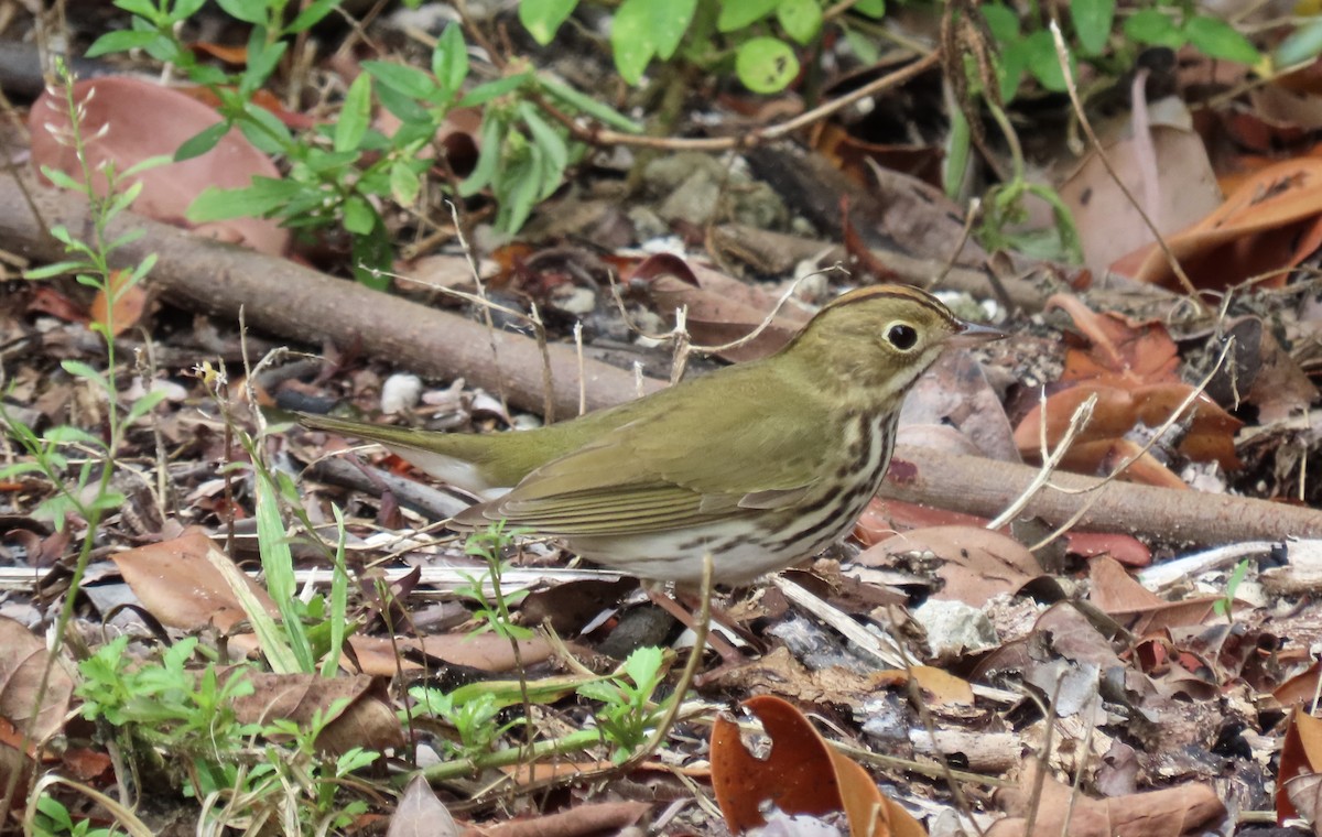 Ovenbird - ML328708651