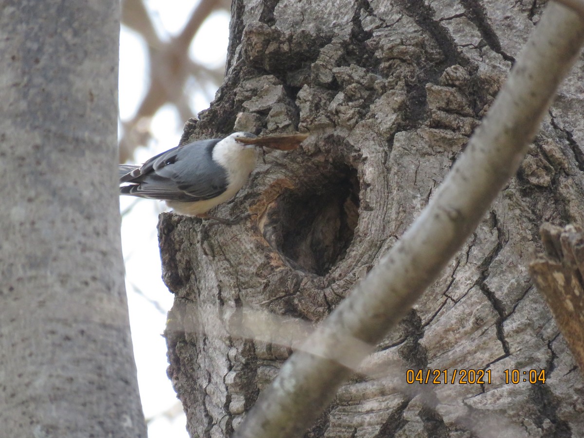 White-breasted Nuthatch - ML328709751