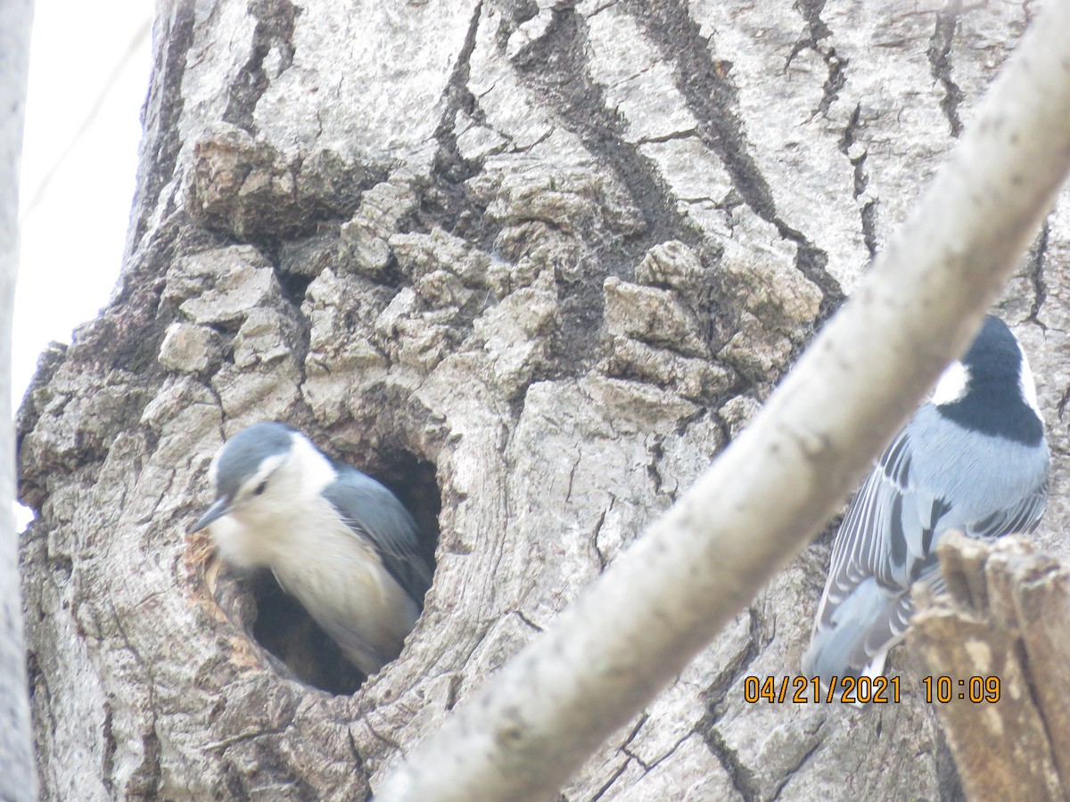 White-breasted Nuthatch - ML328709791