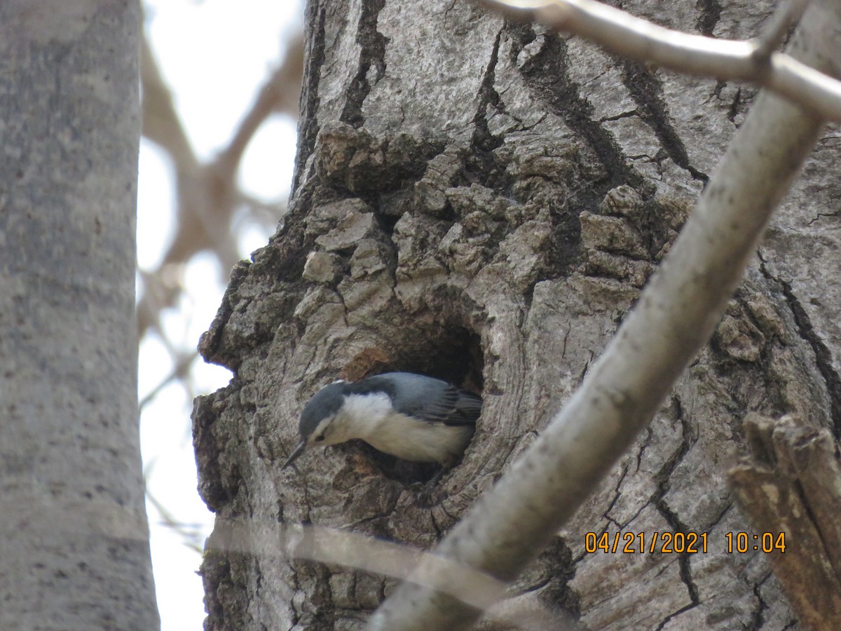 White-breasted Nuthatch - ML328709821