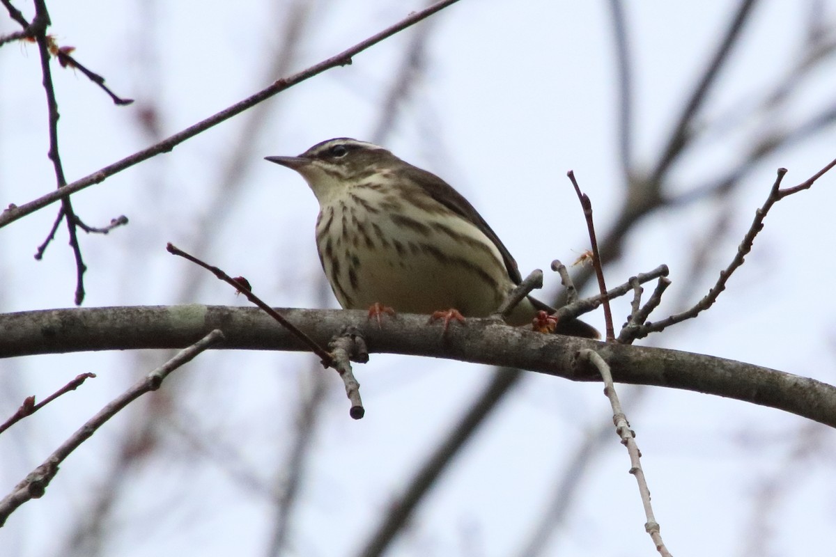 Louisiana Waterthrush - ML328711401