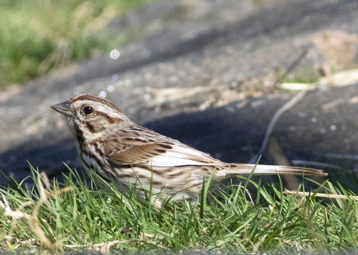Song Sparrow - ML328712521