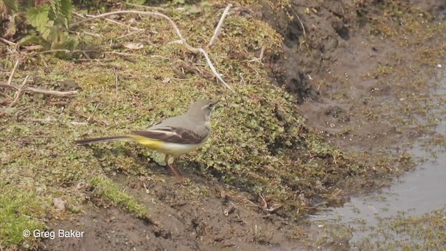 Gray Wagtail - ML328712651