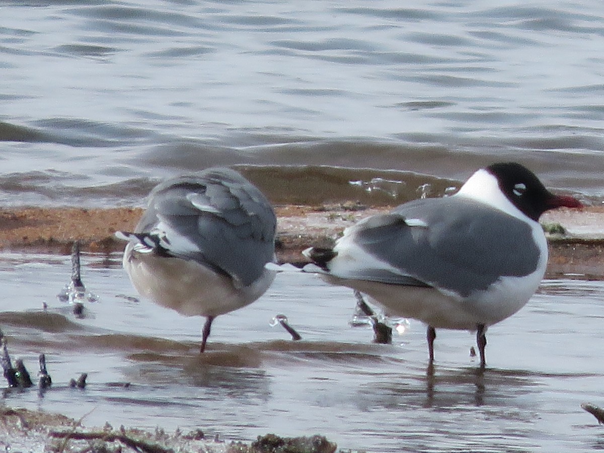 Franklin's Gull - ML328714071