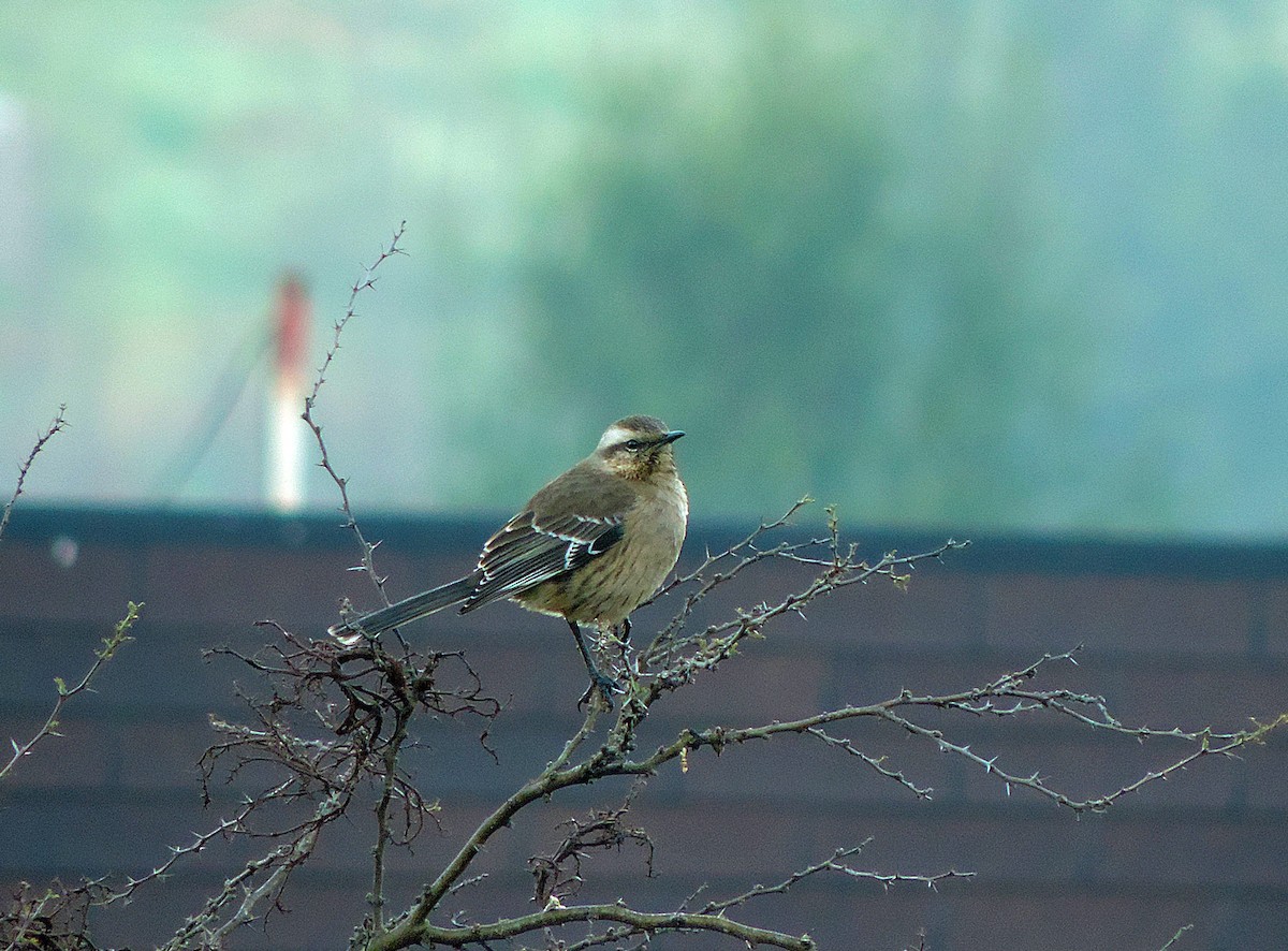 Chilean Mockingbird - ML32871611