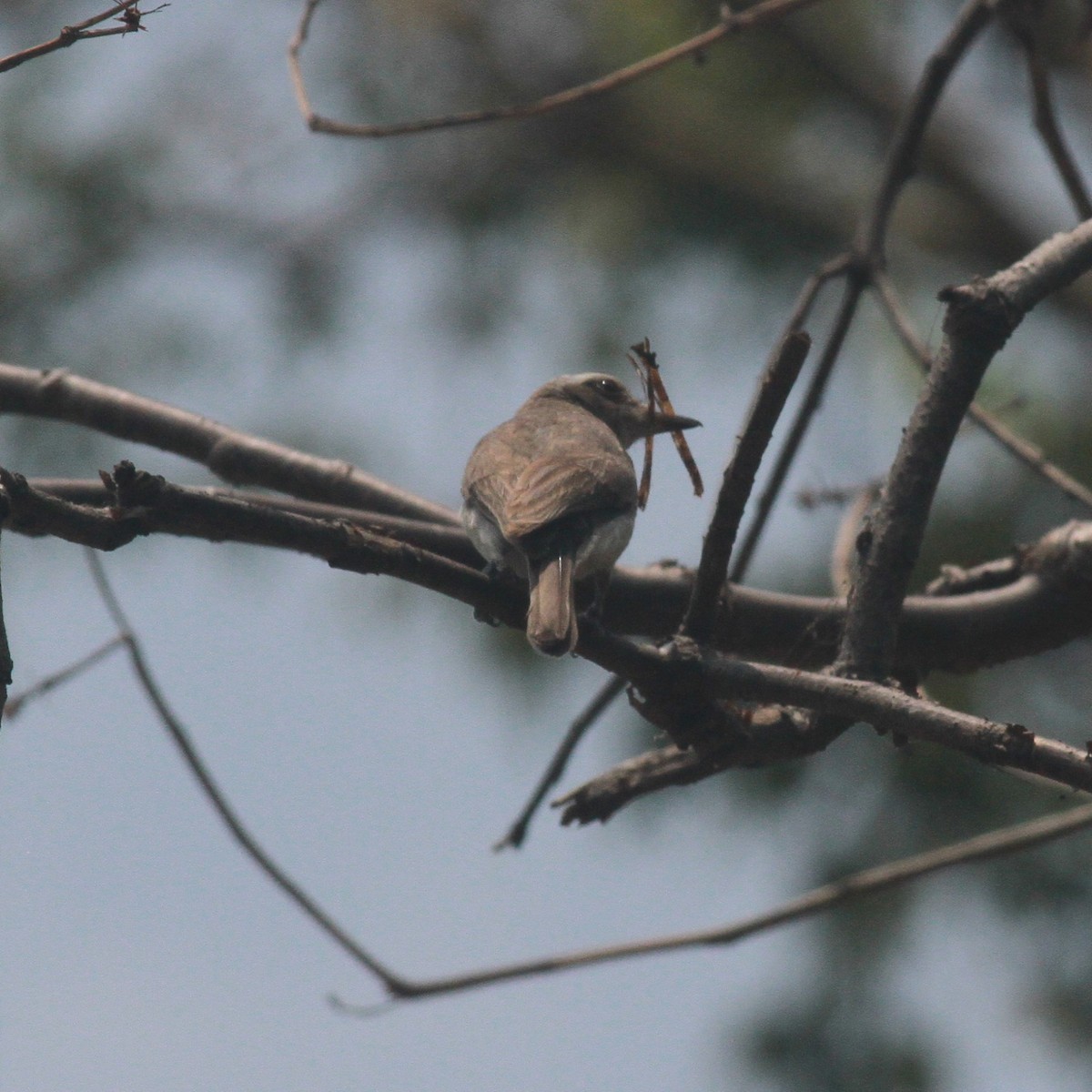 Common Woodshrike - ML328716531