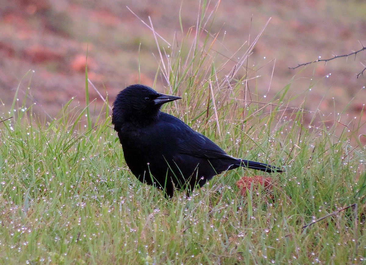 Austral Blackbird - ML32871691