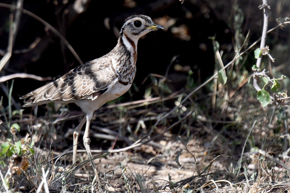 Three-banded Courser - ML328718611