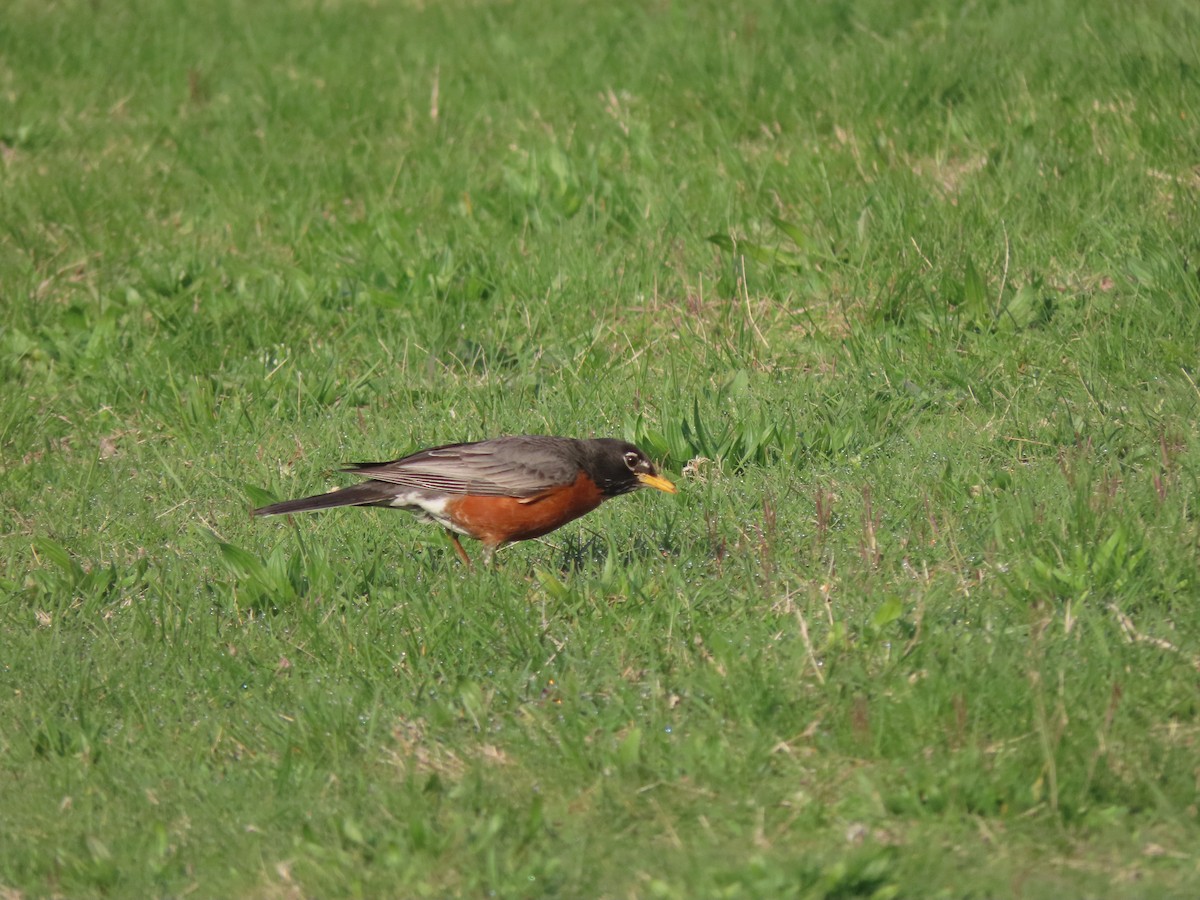 Zozo papargorria - ML328721771