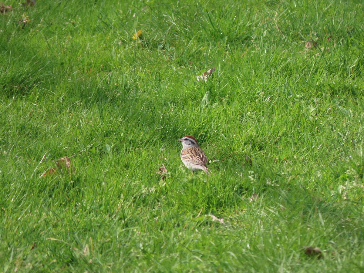 Chipping Sparrow - ML328722321