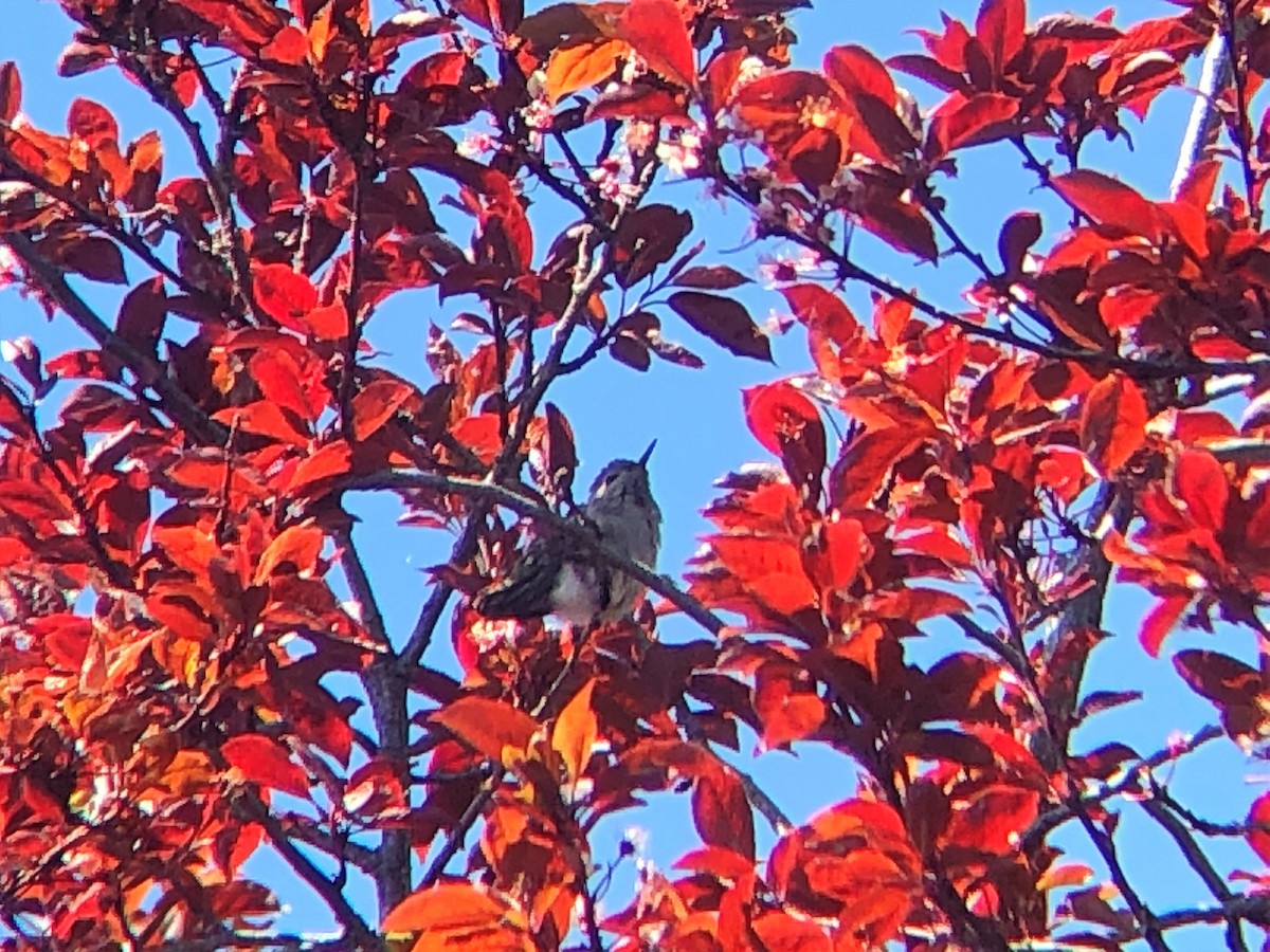 Anna's Hummingbird - ML328724561