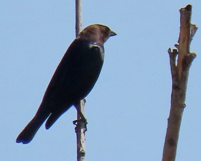 Brown-headed Cowbird - ML328725471