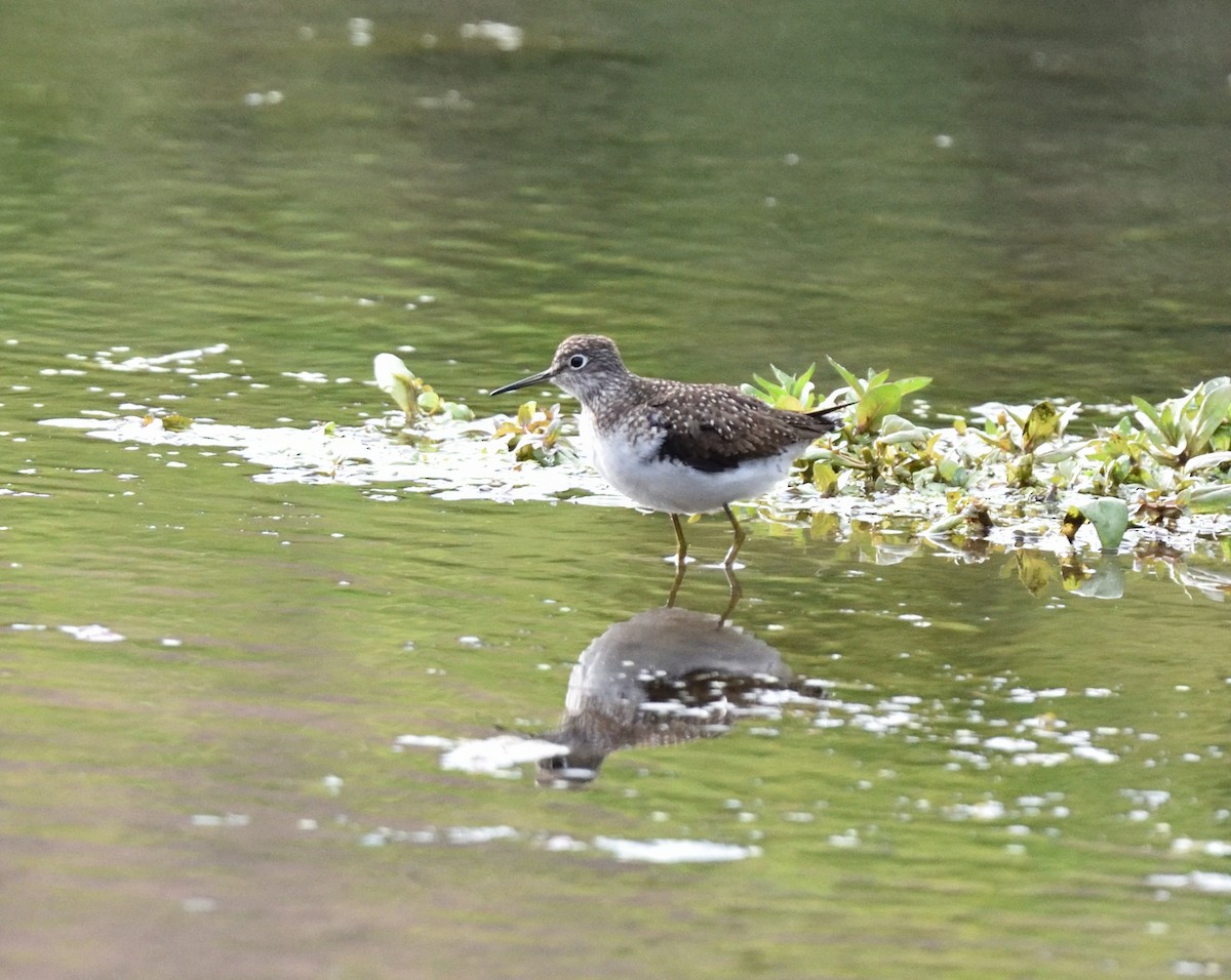 Solitary Sandpiper - Steve Goodbred