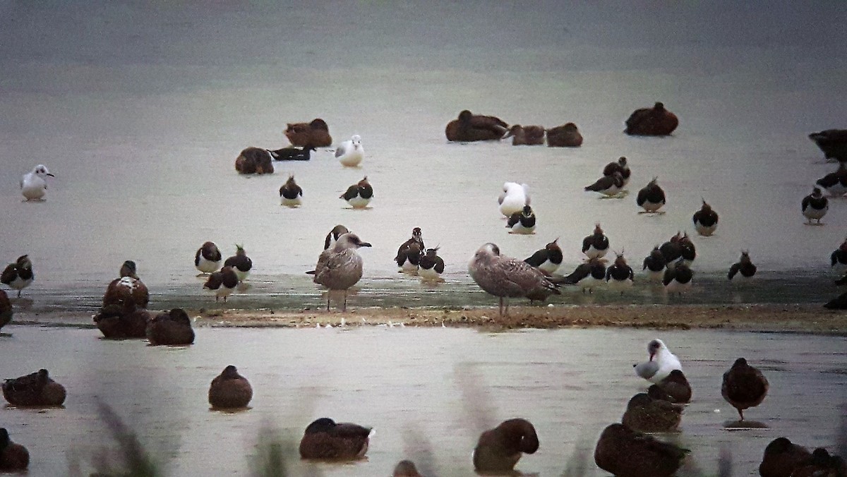 Lesser Black-backed Gull - ML32872951