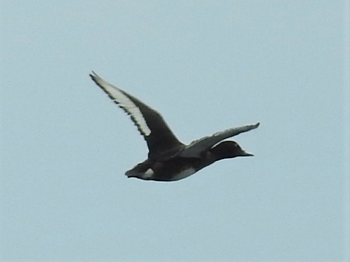 Ferruginous Duck - ML328730931