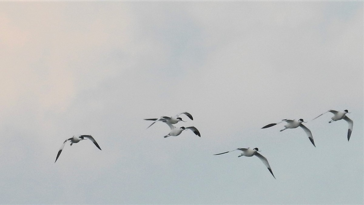 Pied Avocet - ML328731701