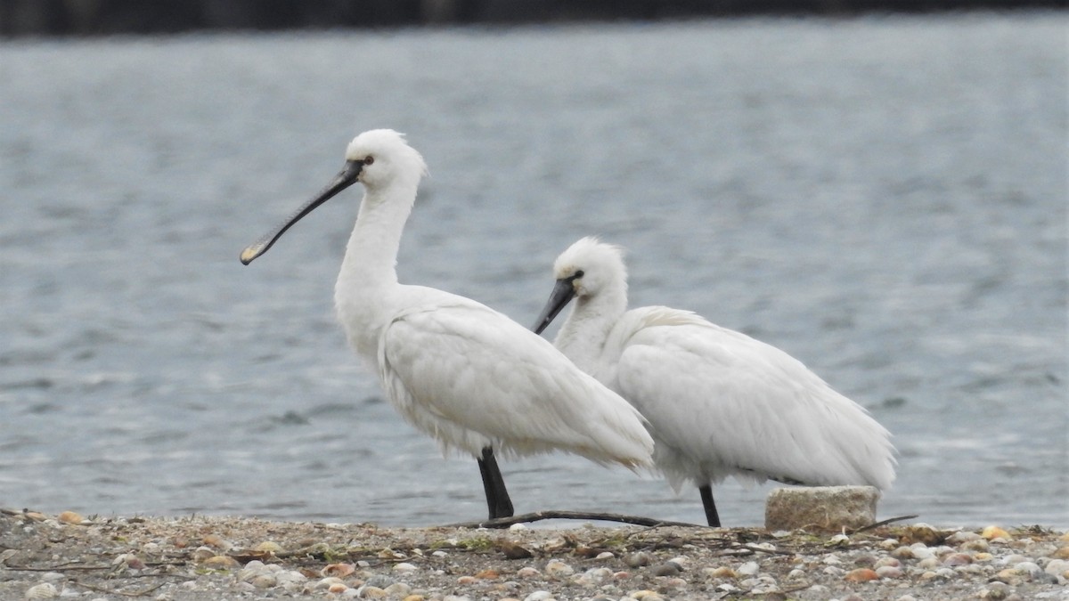 Eurasian Spoonbill - ML328732511