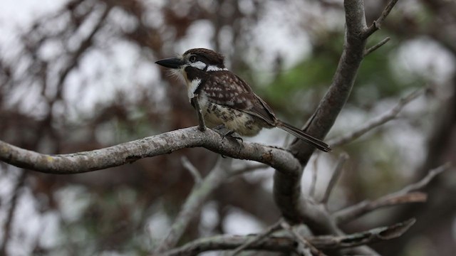 Russet-throated Puffbird - ML328732661