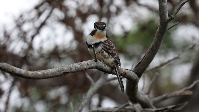 Russet-throated Puffbird - ML328734111