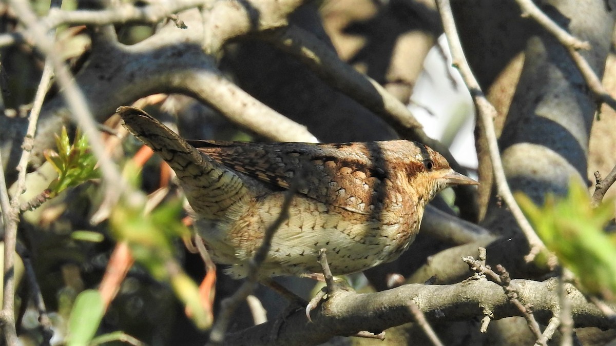 Eurasian Wryneck - Ahmet Yasin Ergenç