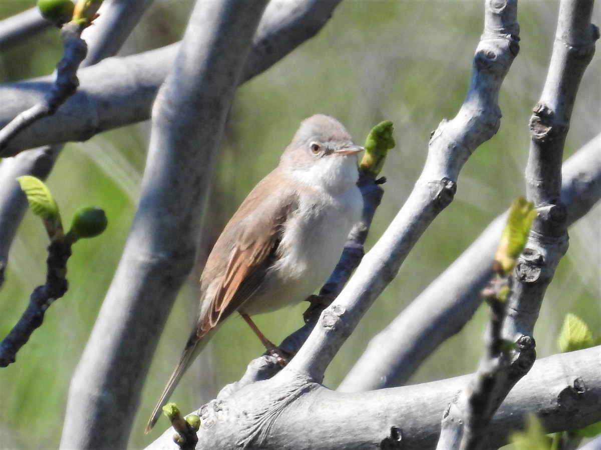 Greater Whitethroat - Ahmet Yasin Ergenç