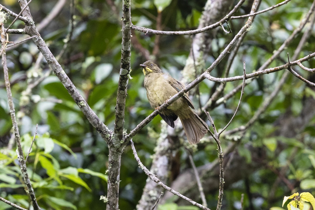 Yellow-whiskered Greenbul - ML328734781