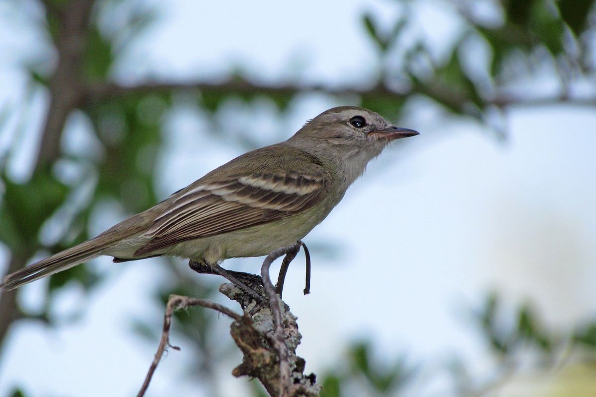 Southern Mouse-colored Tyrannulet - Fabricio C. Gorleri