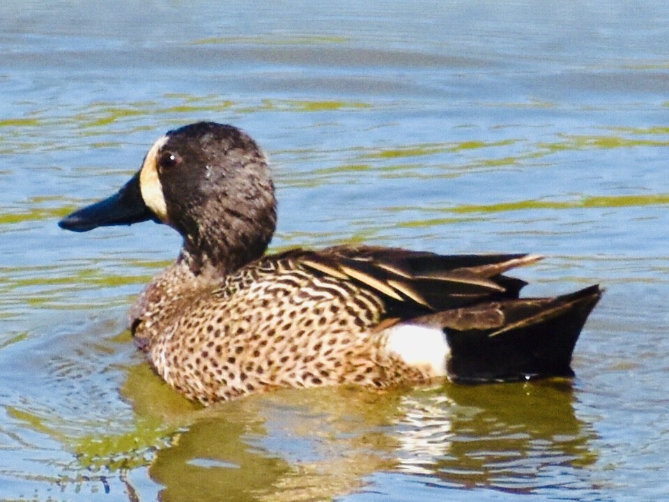 Blue-winged Teal - ML328735281