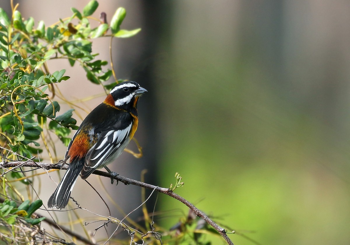 Western Spindalis (Bahamas Black-backed) - Andrew Spencer