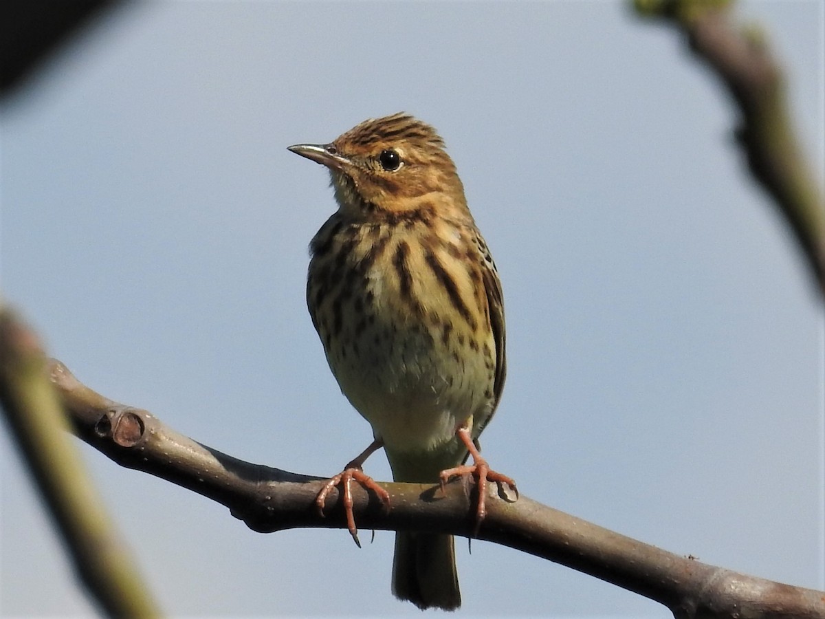 Tree Pipit - ML328735571