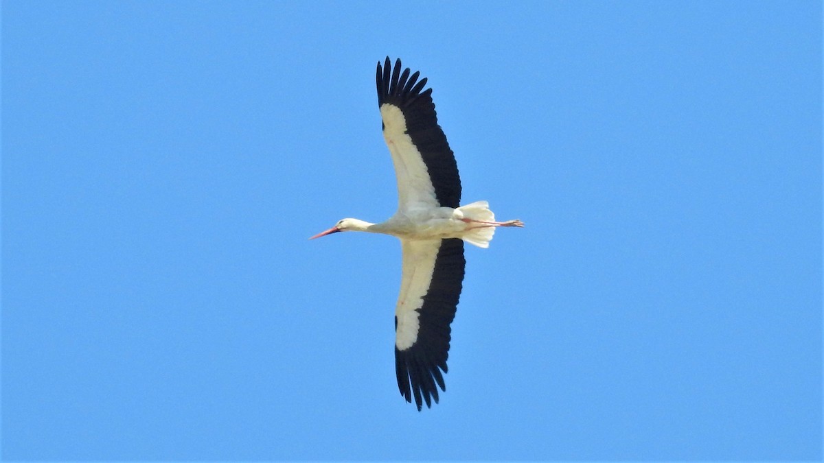 Cigüeña Blanca - ML328735931