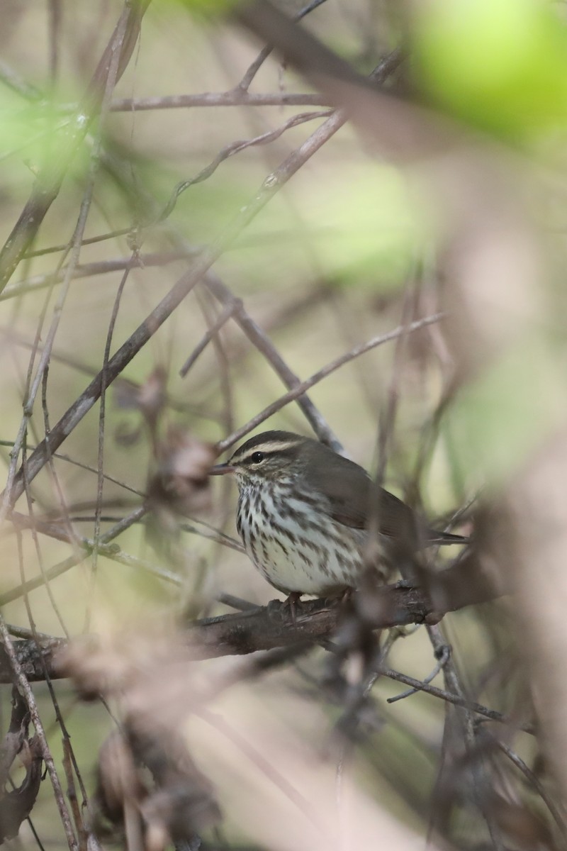 Northern Waterthrush - ML328736381