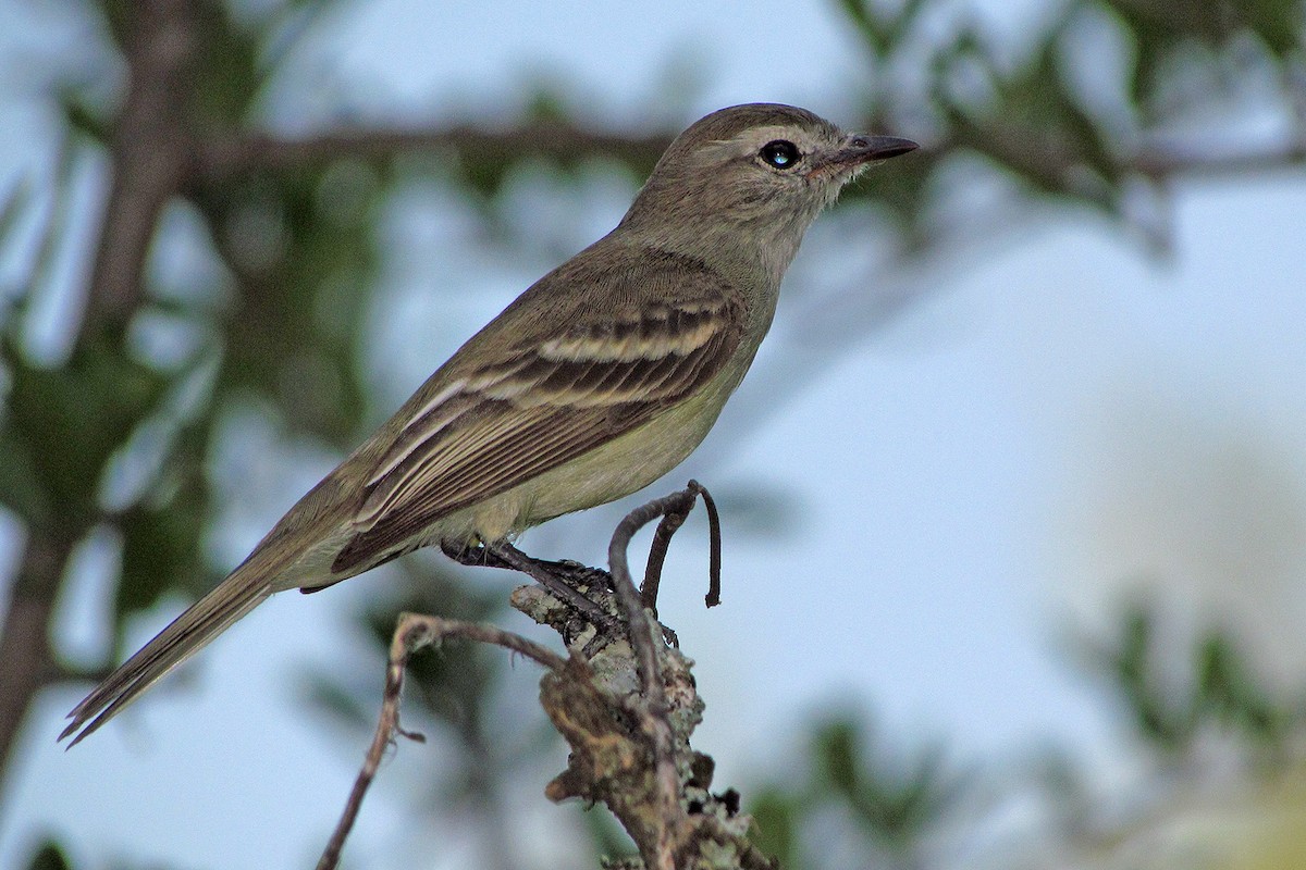 Southern Mouse-colored Tyrannulet - Fabricio C. Gorleri