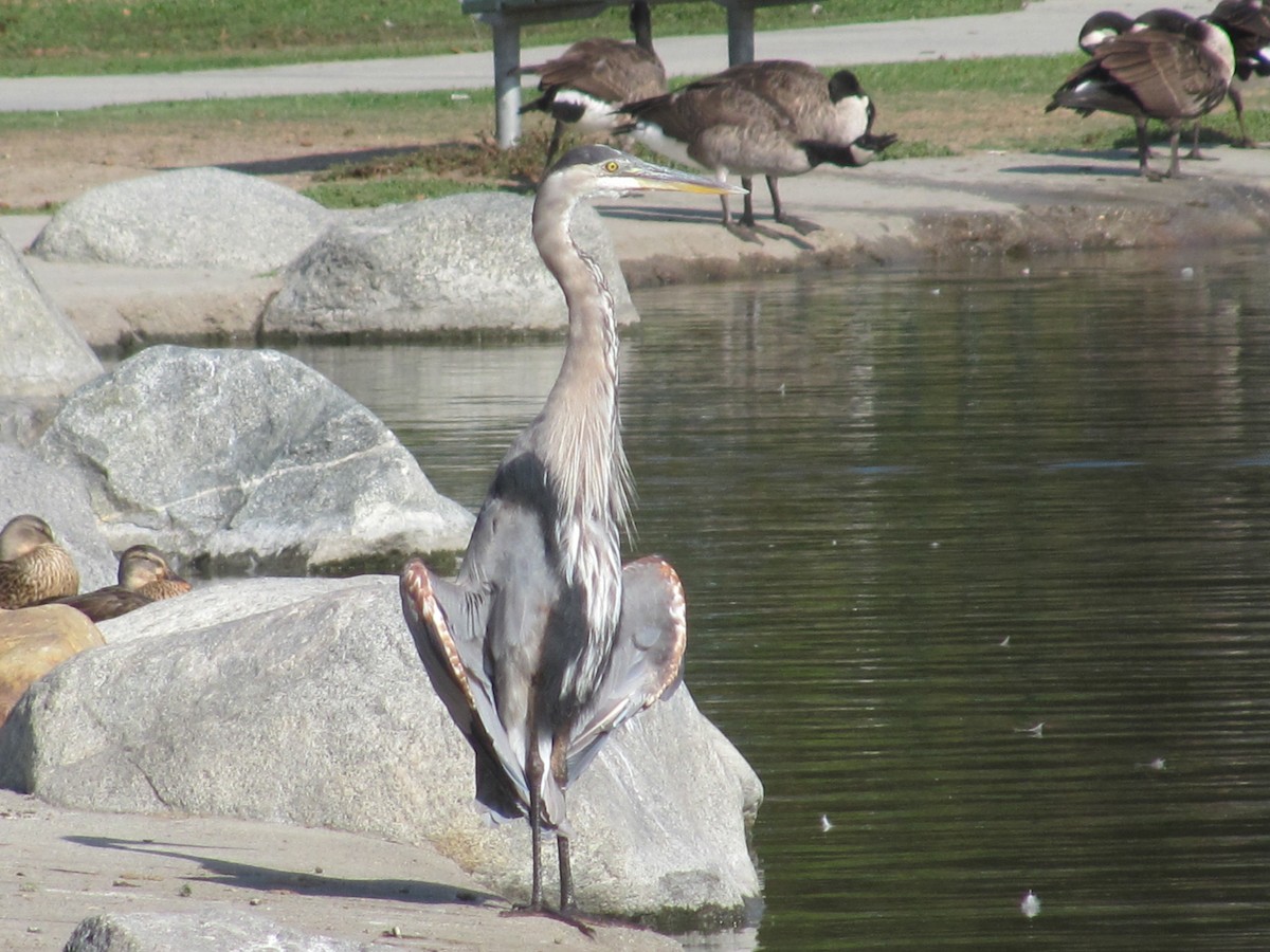 Great Blue Heron - Cris Whetstone