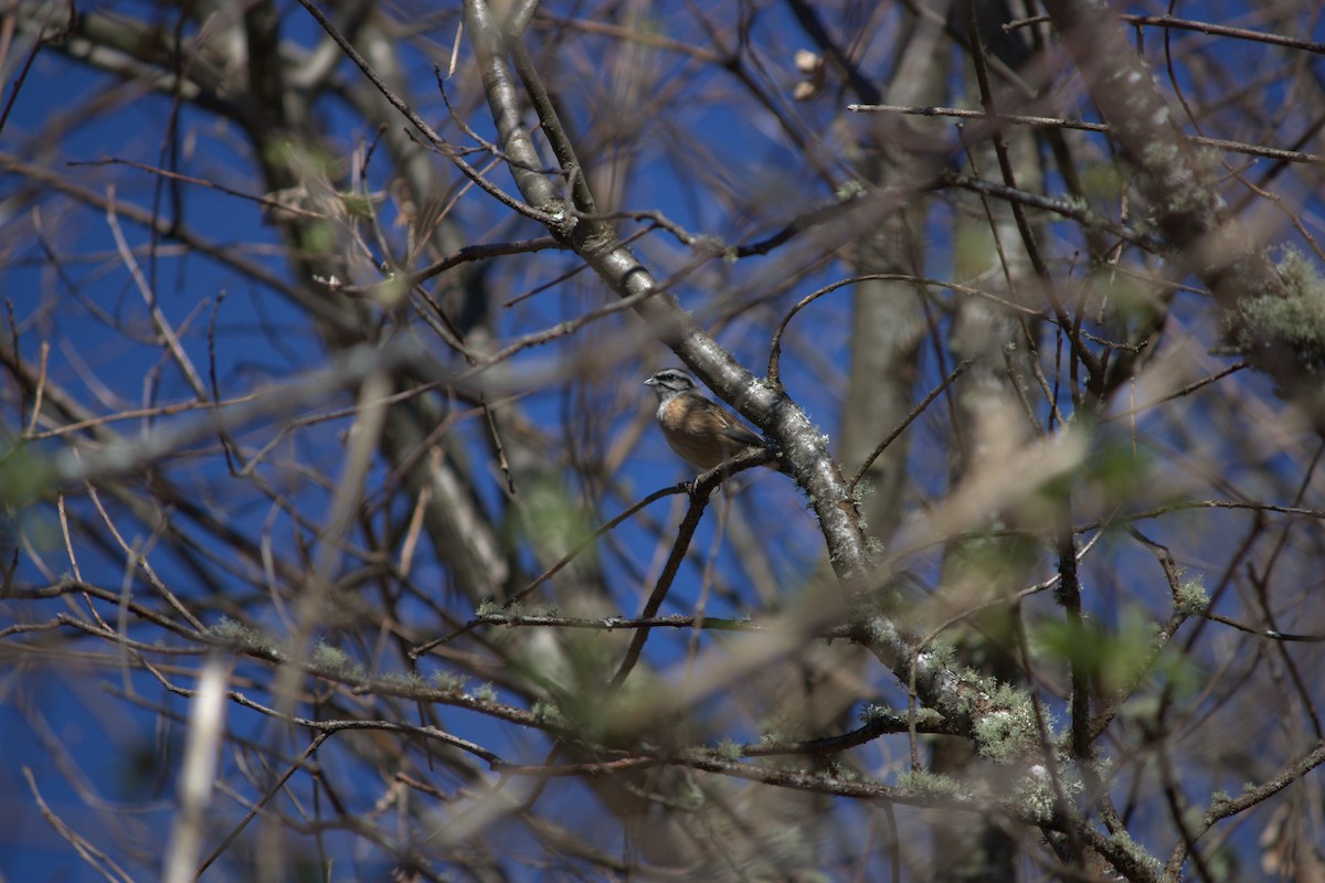 Rock Bunting - ML328740821