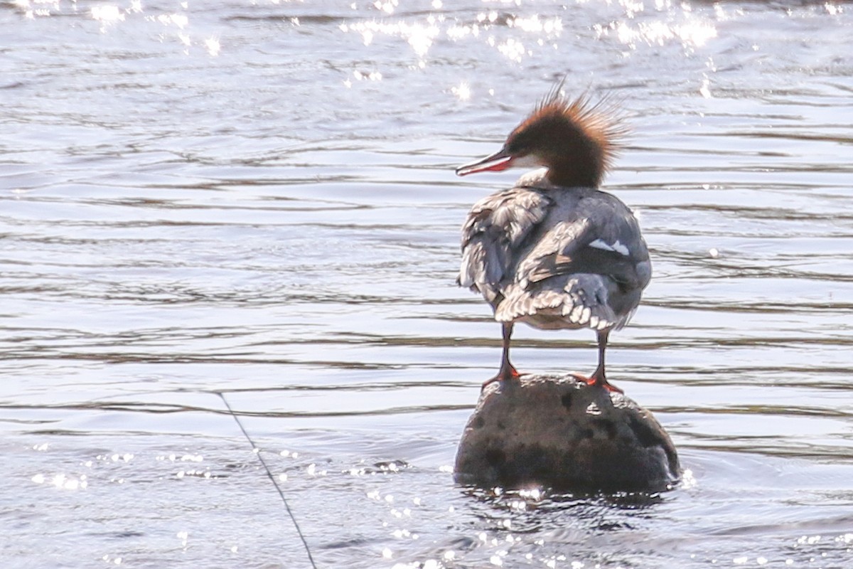 Common Merganser - ML328741511