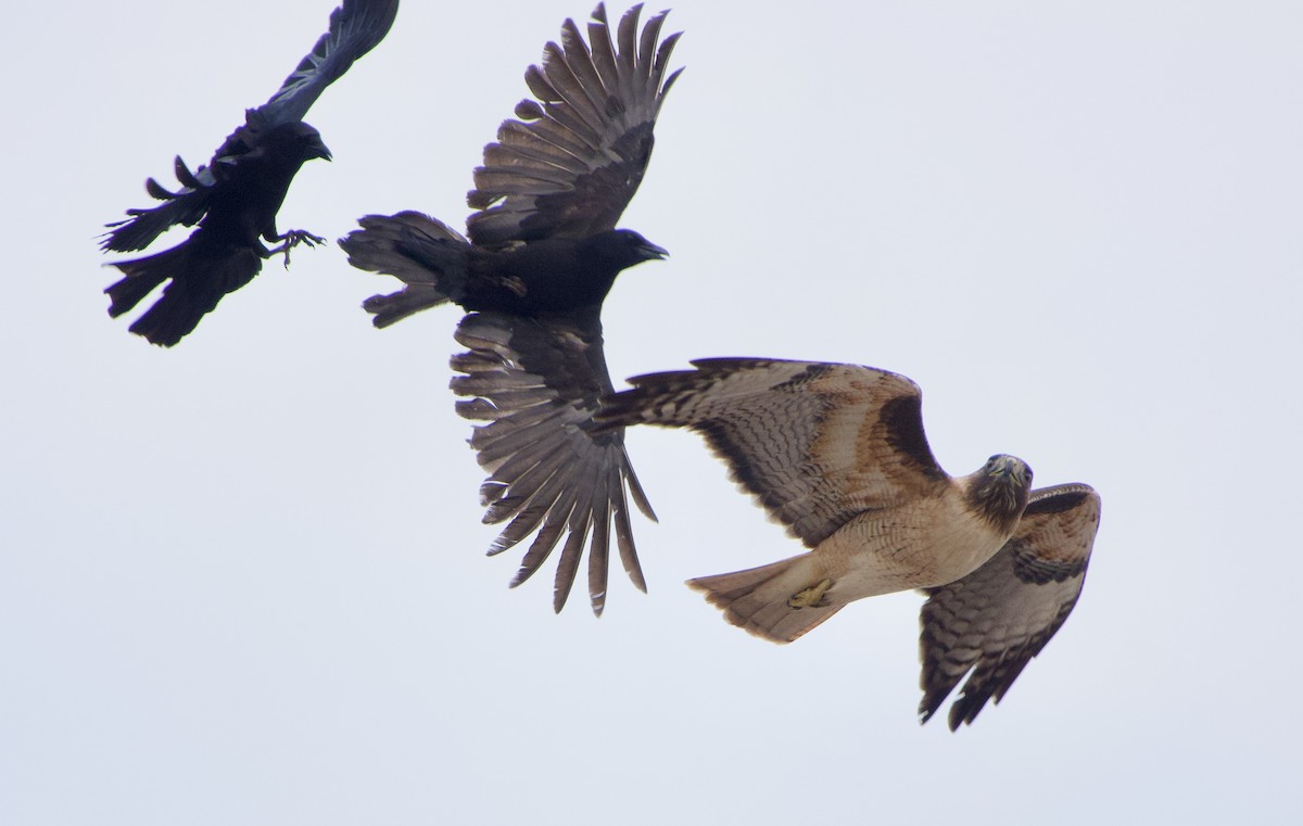 Red-tailed Hawk - ML328742181