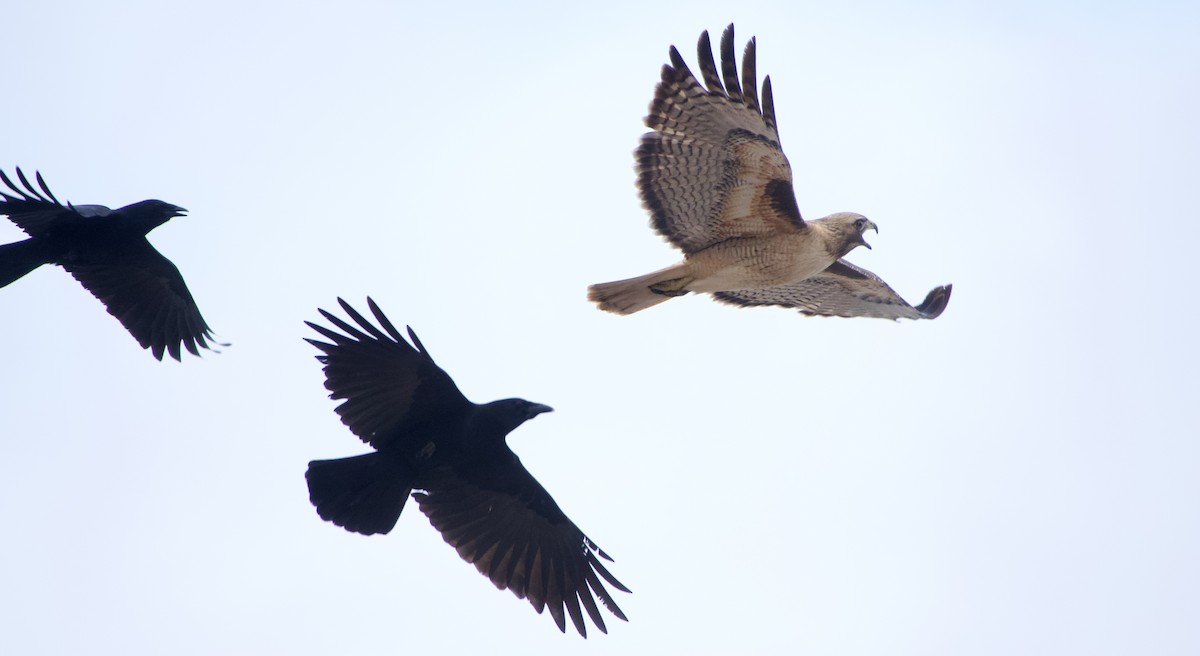 Red-tailed Hawk - ML328742241