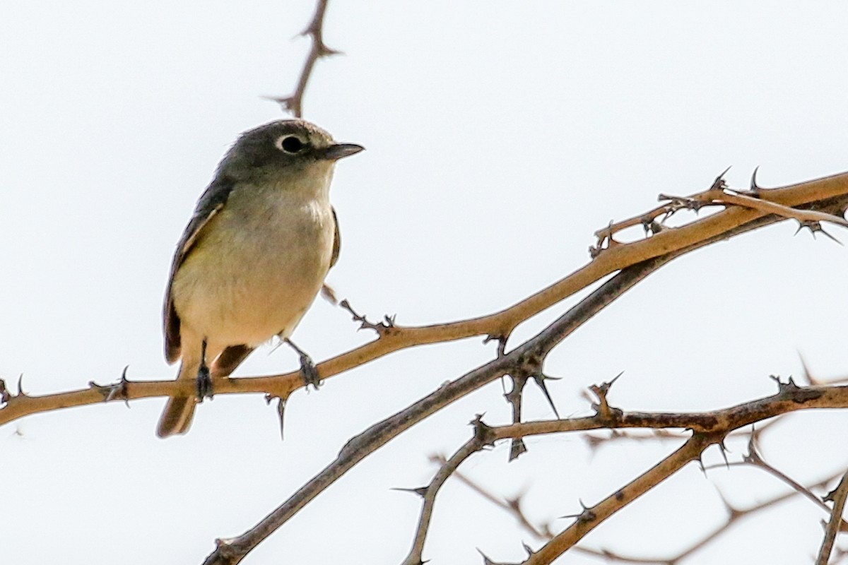 Cassin's Vireo - ML328742521