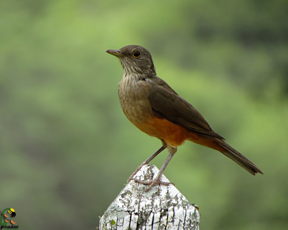 Rufous-bellied Thrush - ML32874381