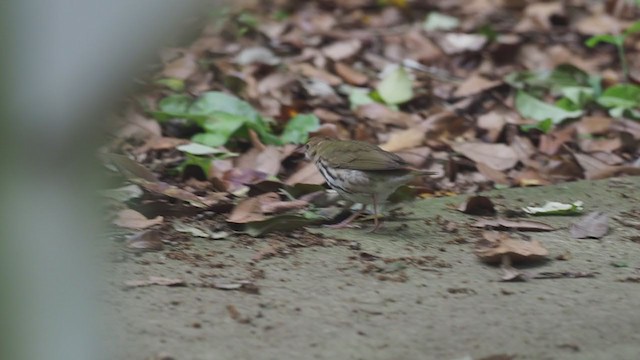 Ovenbird - ML328744171