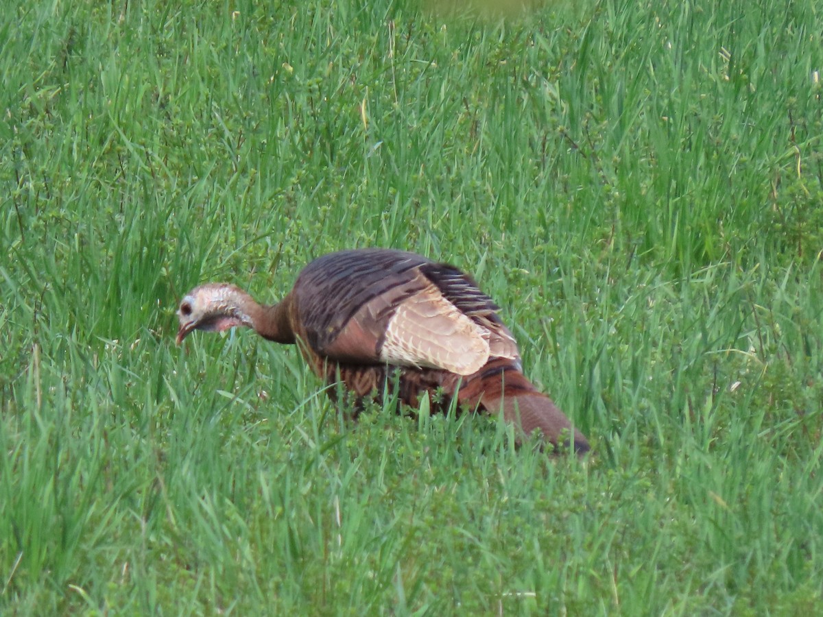 Wild Turkey - ML328744481